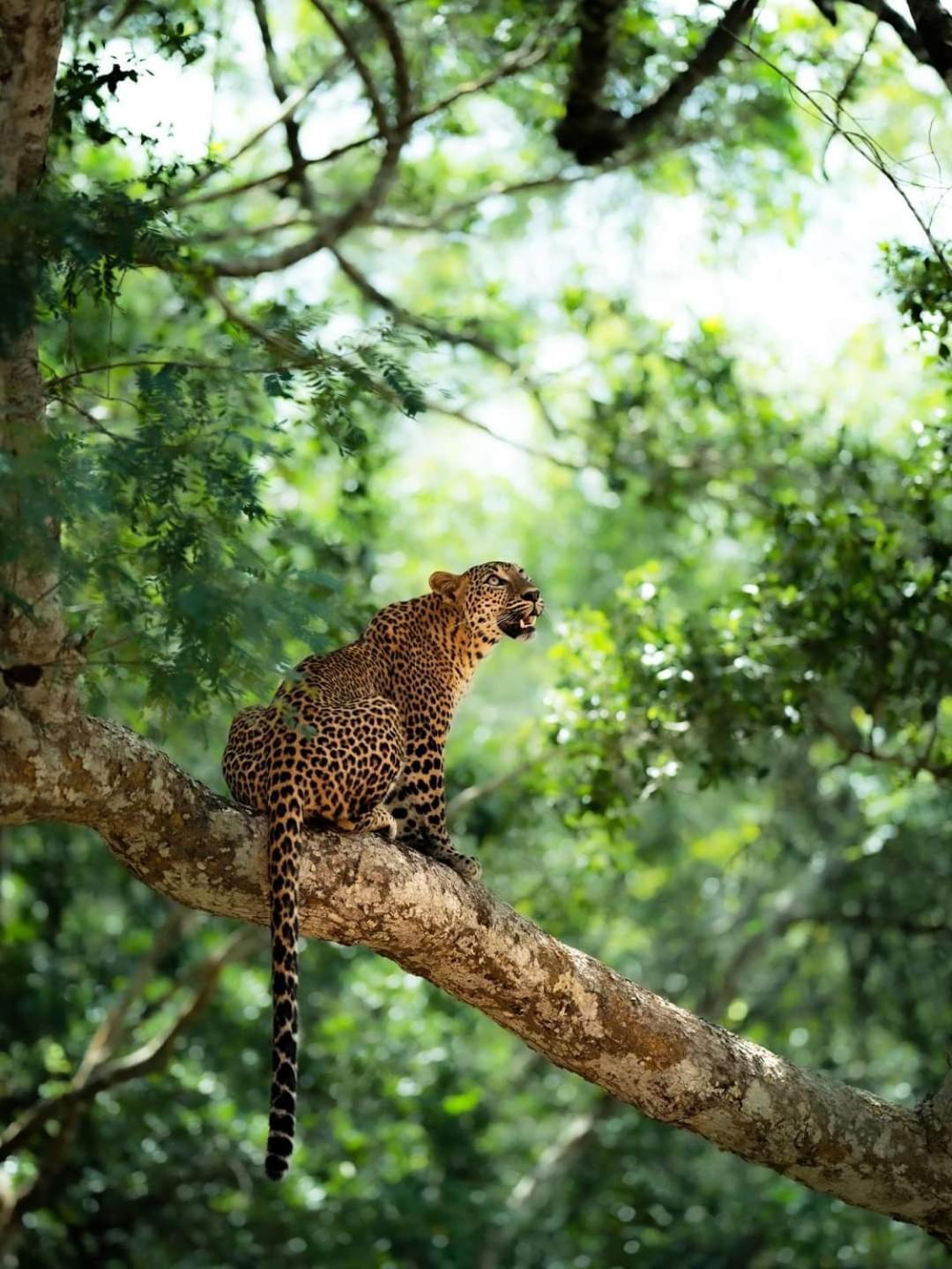 Kottamba Yala Stay & Safari Tissamaharama Exterior foto